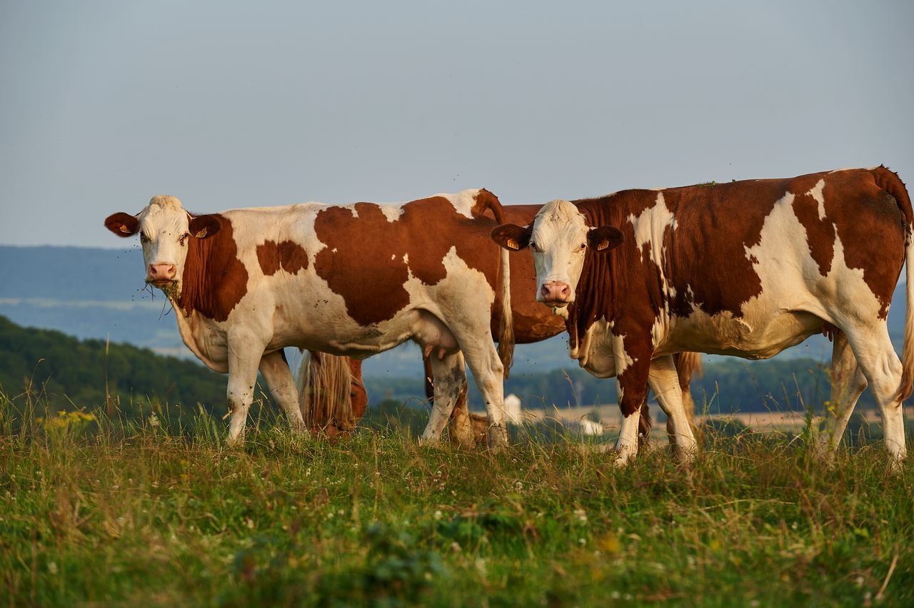 Faune Vache Montbéliarde BI-0326